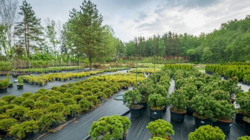 Более 45 млн рублей будет направлено на создание питомника декоративных деревьев в Бронницах